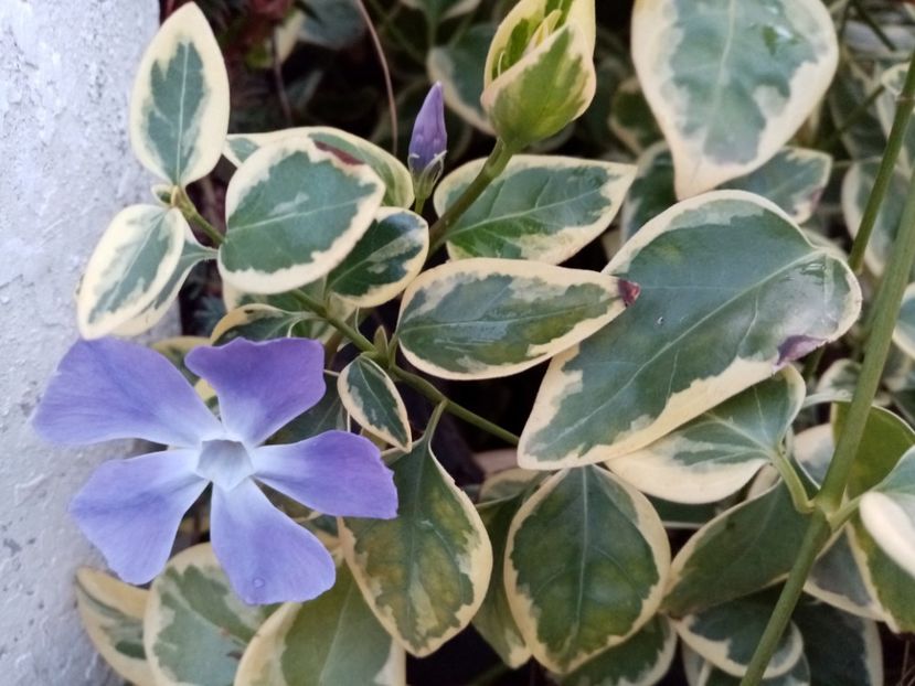  - Vinca minor variegata