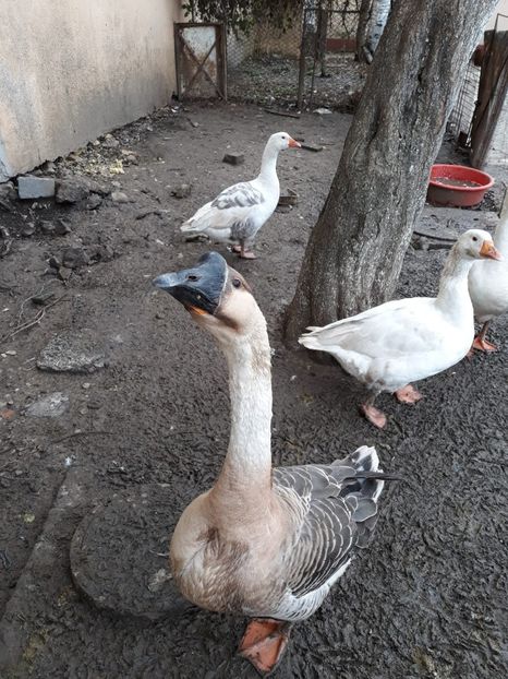 IMG-20191202-WA0045 - A Gaste chinezesti si africane 2018-2019