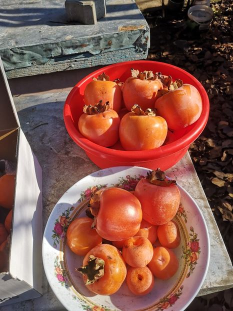 04.12 La cules de kaki - Arbori fructiferi 2019