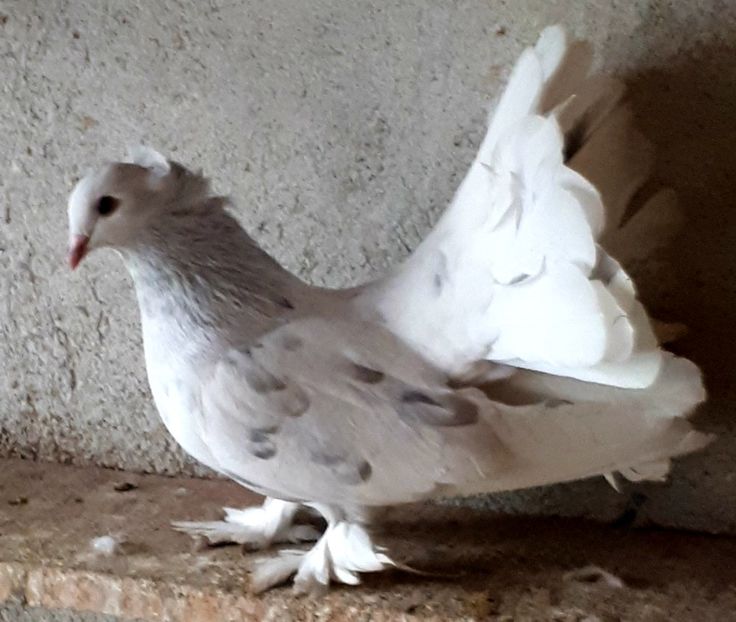  - Voltati indieni matca 2020