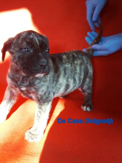  - Vanduti Pui Presa Dogo Canario cu pedigree cuibul R