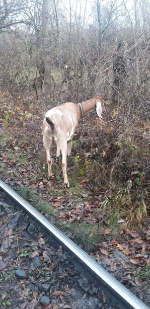 20191130_134833(0) - Un vis implunit!