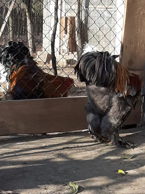  - Tineret 2019