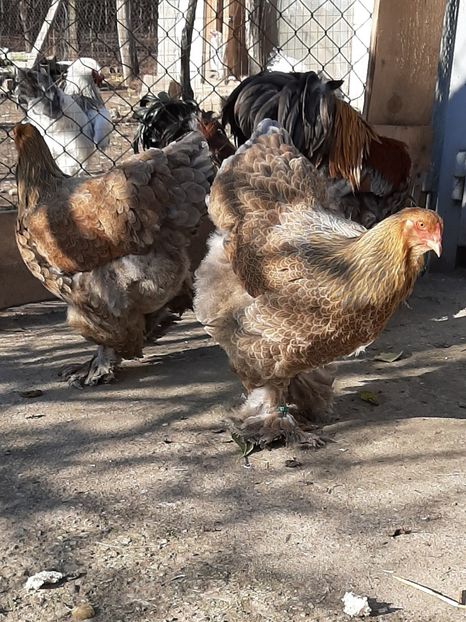  - Tineret 2019