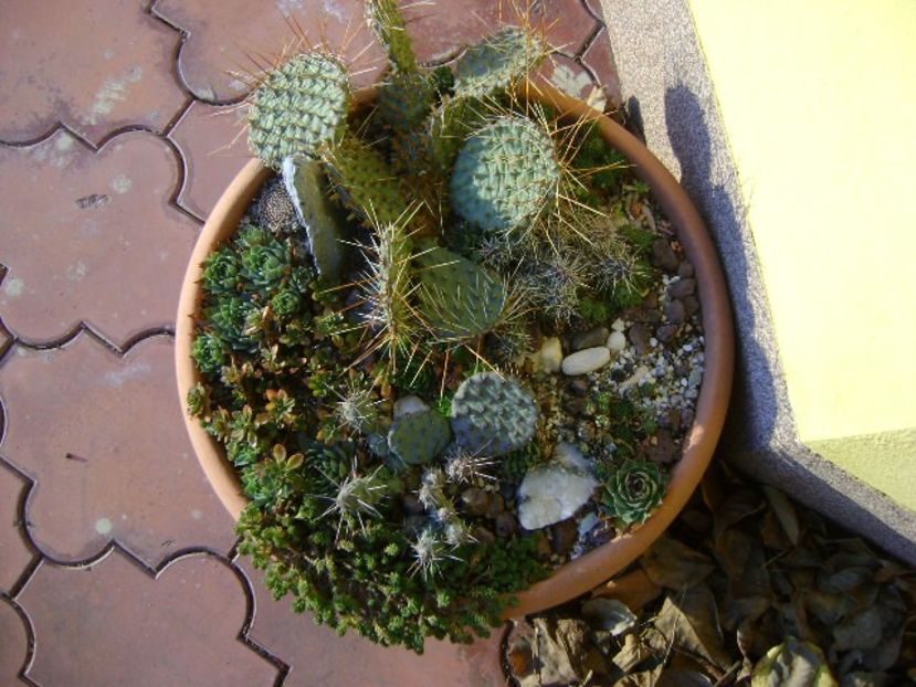 3 dec. 2019 - Minirocarie (-20C) - Cactusi 2019 final - catalogare 1