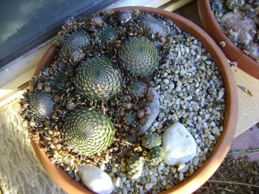 Opuntia sp. (-20C) - Cactusi 2019 final - catalogare 1
