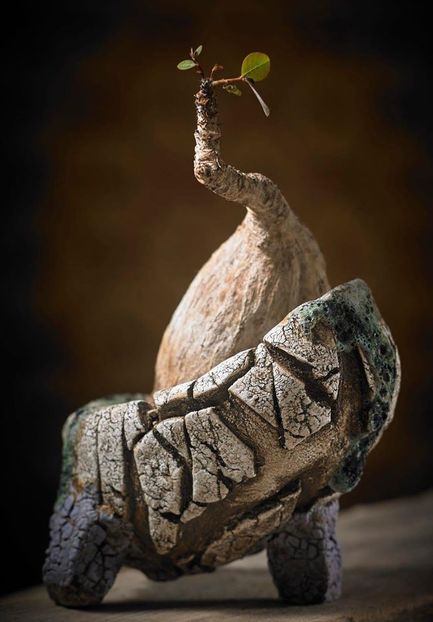 Mark Follon: Phylanthus mirabilis - Vase - aranjamente - accesorii