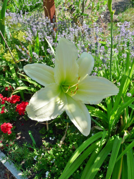  - Hemerocallis