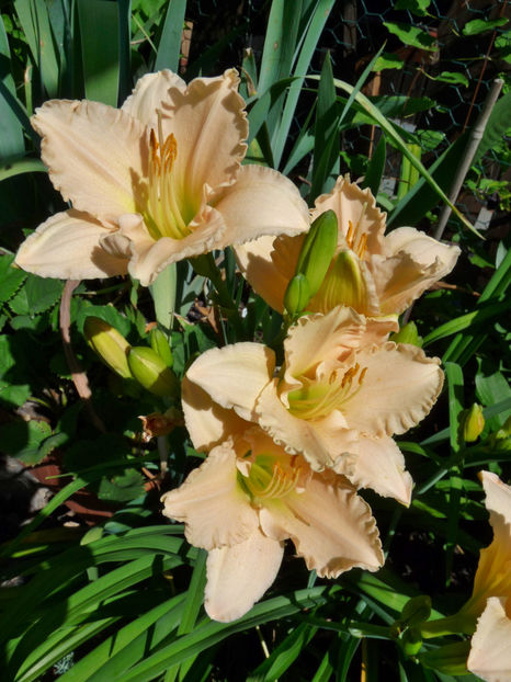 - Hemerocallis