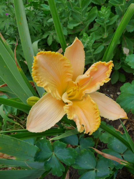  - Hemerocallis