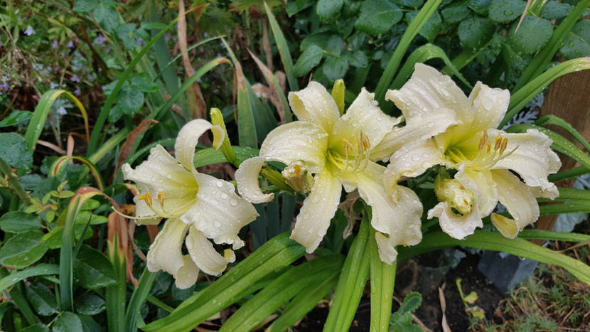  - Hemerocallis