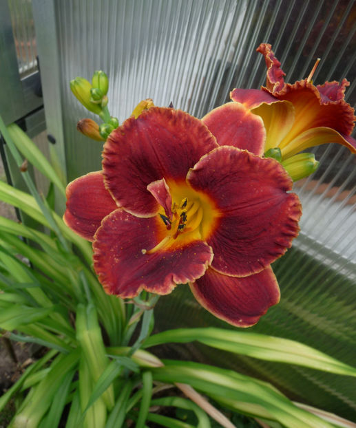  - Hemerocallis