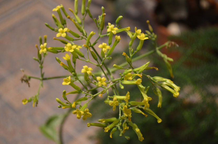  - suculente si cactusi