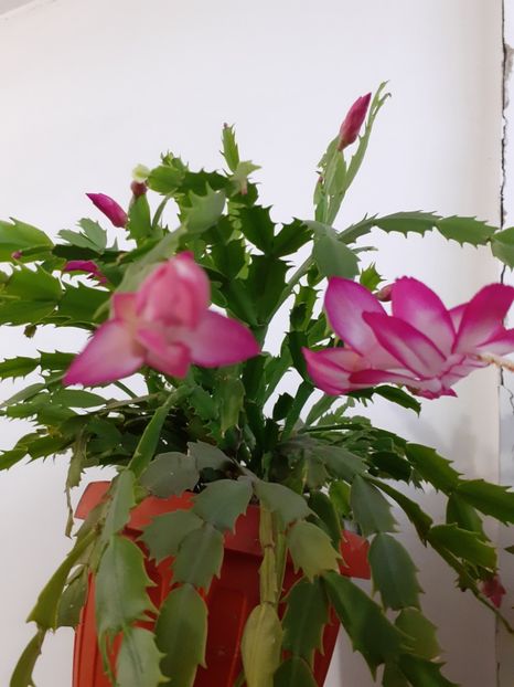  - Schlumbergera