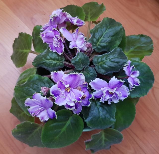 20.10.2019 - LE Legkaya Grust