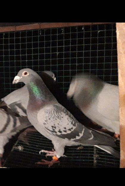 Pit. Manders - Masculi Matca