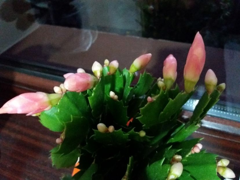 somon- portocaliu caisa - Craciunita