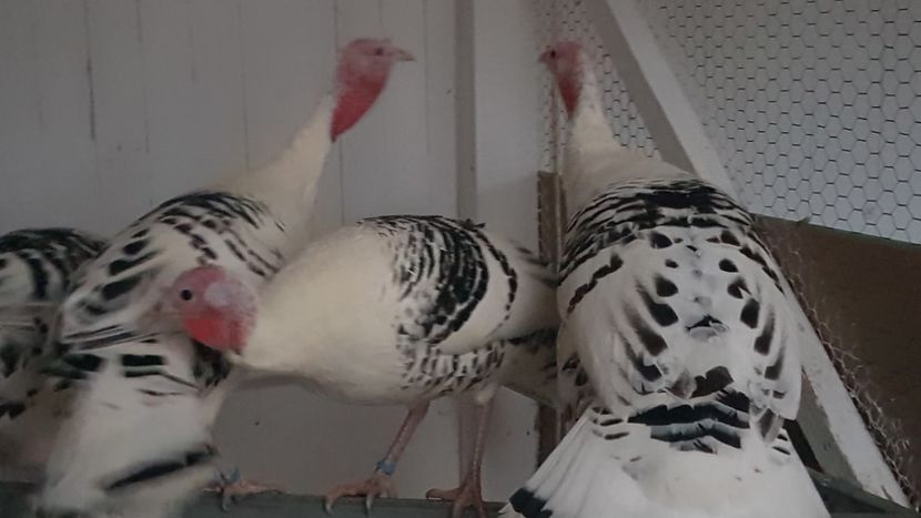  - Matca curci crolllwitzer 2020