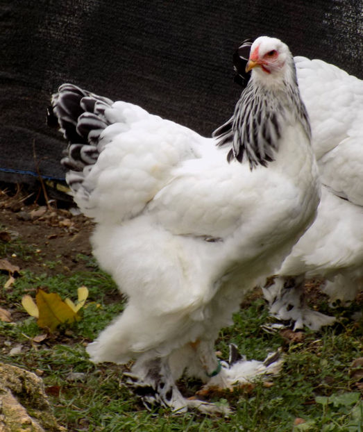 76240627_149583229767451_4827698808714428416_o - VIITOR SPERANTE PTR 2020