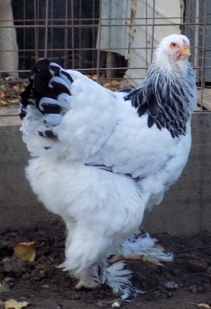  - VIITOR SPERANTE PTR 2020