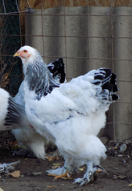  - VIITOR SPERANTE PTR 2020