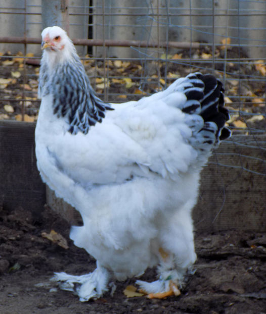  - VIITOR SPERANTE PTR 2020