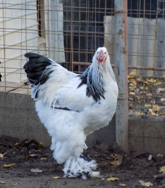  - VIITOR SPERANTE PTR 2020