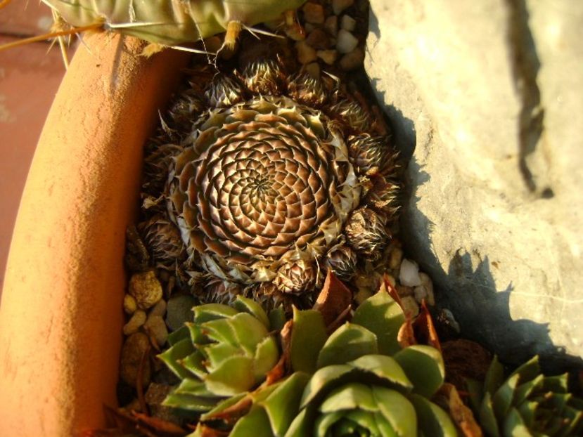 Orostachys spinosa - Suculente 2019