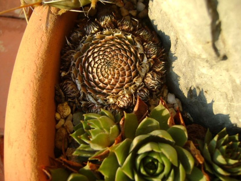Orostachys spinosa - Suculente 2019