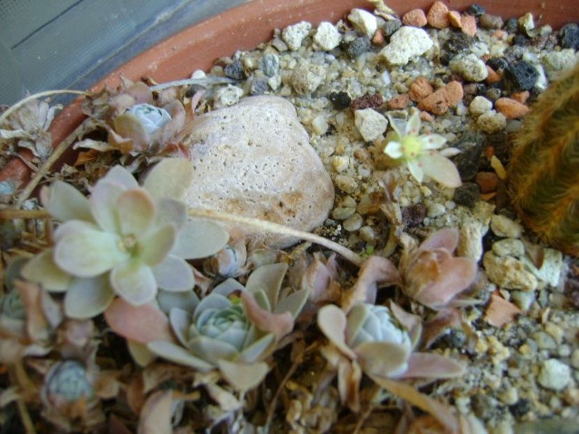 Orostachys iwarenge (Chinese dunce cap) - Suculente 2019