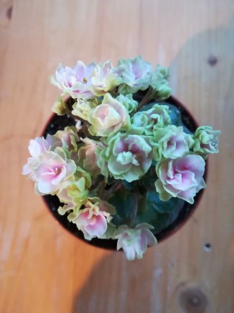 Petitte Blarney - A-Flori 2019