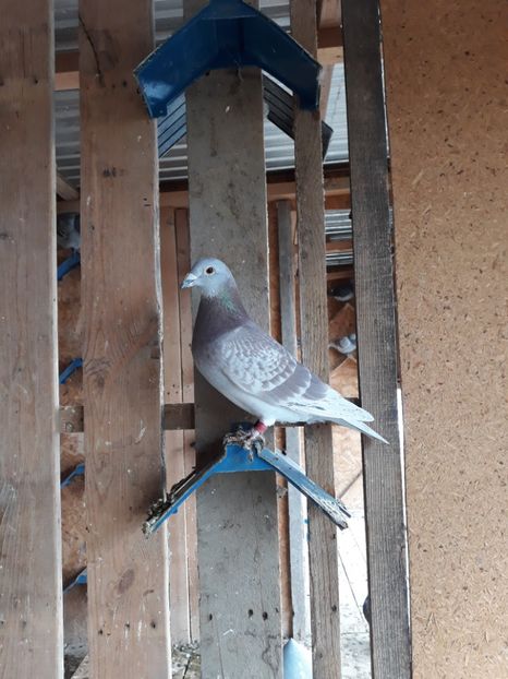 M 2017 Norma Maraton 2019 - Norme 2019