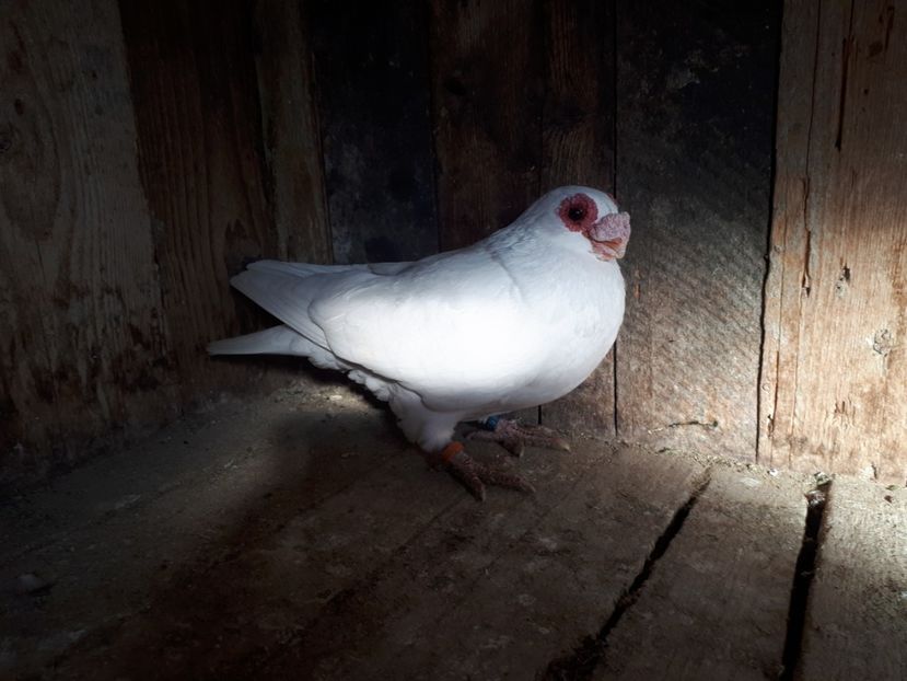 M 2018 vîndut - A _ carunculați de Oradea albi