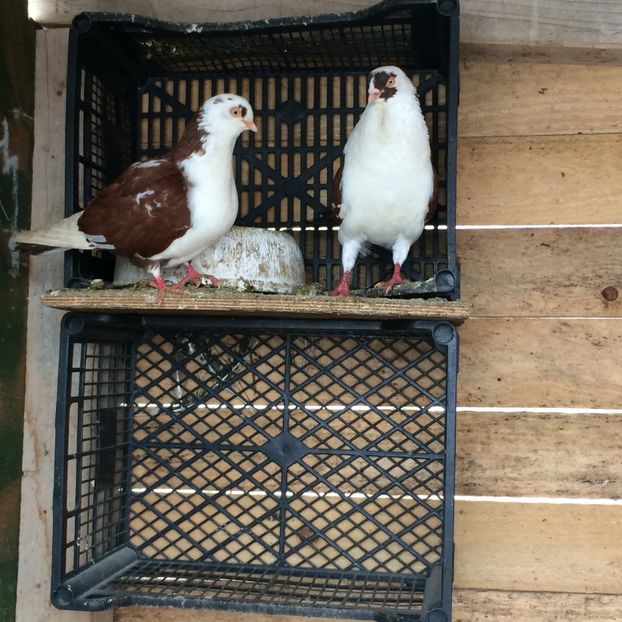  - 7- Jucatori de galati