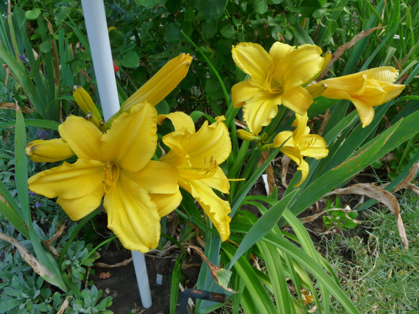  - Hemerocallis