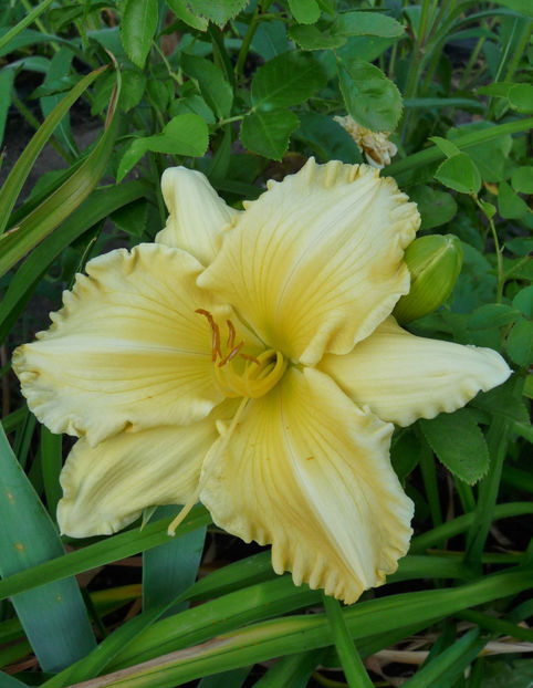 - Hemerocallis