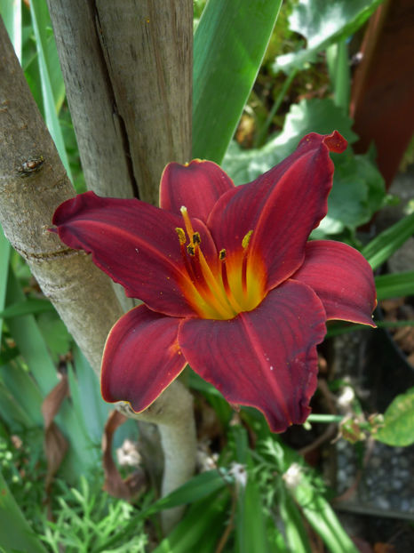 - Hemerocallis