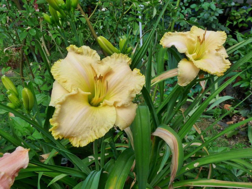  - Hemerocallis