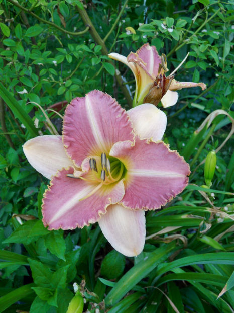  - Hemerocallis