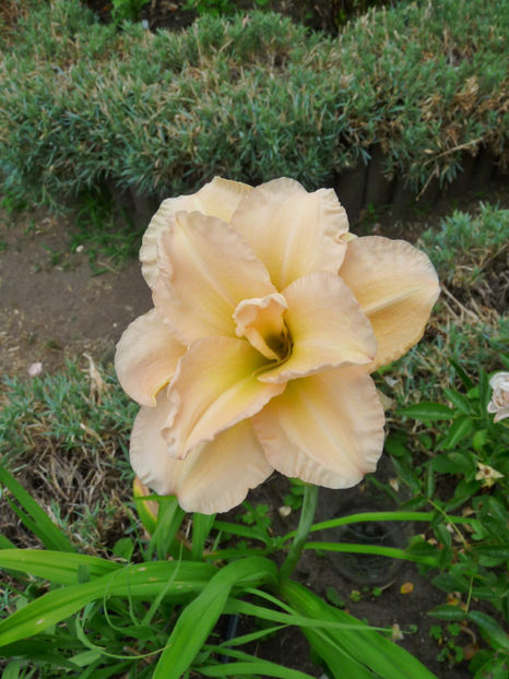  - Hemerocallis