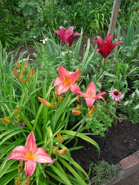 - Hemerocallis
