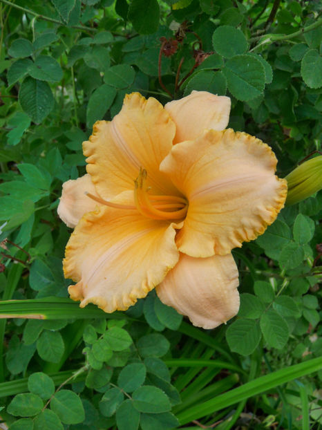  - Hemerocallis