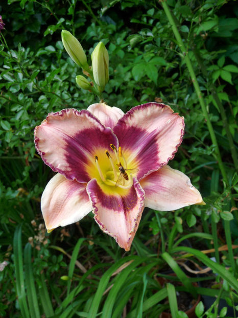  - Hemerocallis