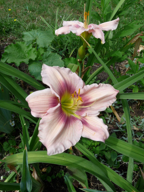  - Hemerocallis