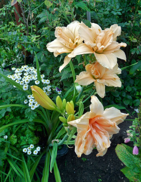  - Hemerocallis