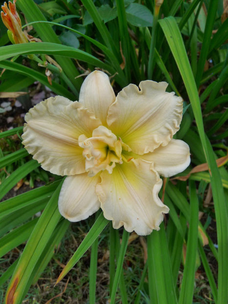 - Hemerocallis