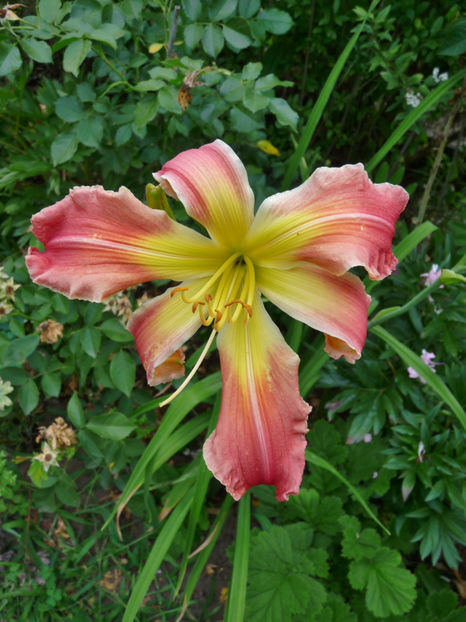  - Hemerocallis