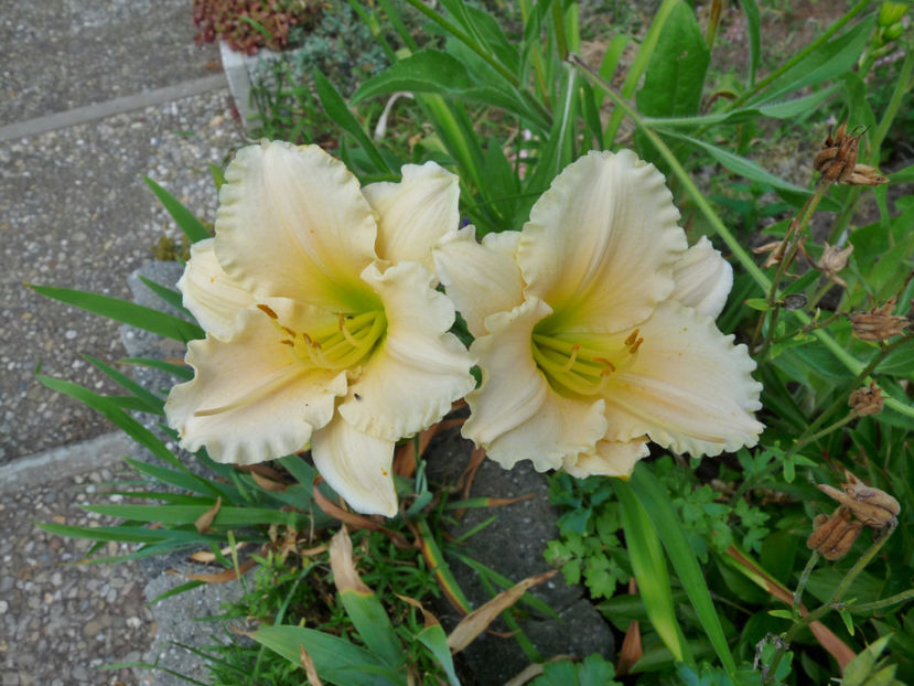  - Hemerocallis