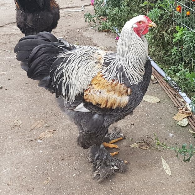  - B__Brahma Silver orange