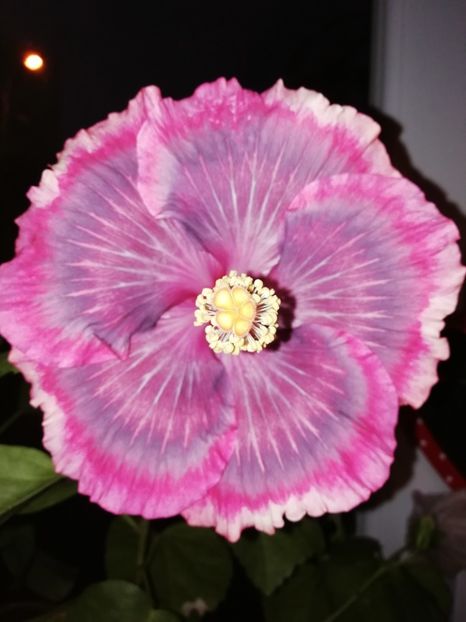 a patra floare 06.12.2019 - Purple Pashmina